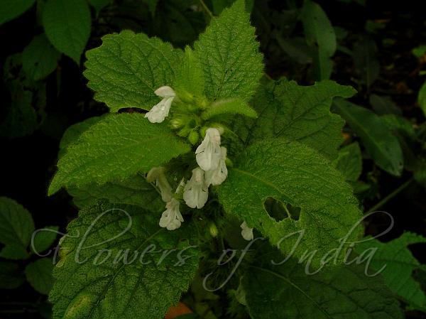 Mint Leaved Leucas